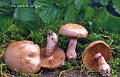 Cortinarius largus-amf656